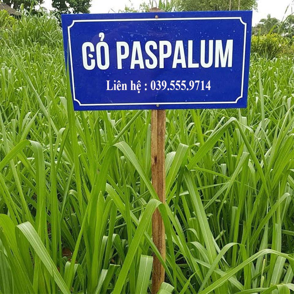 Hạt Giống Cỏ Chịu Ngập Úng Paspalum - cỏ tái sinh lâu năm, không lông ( 50gram )