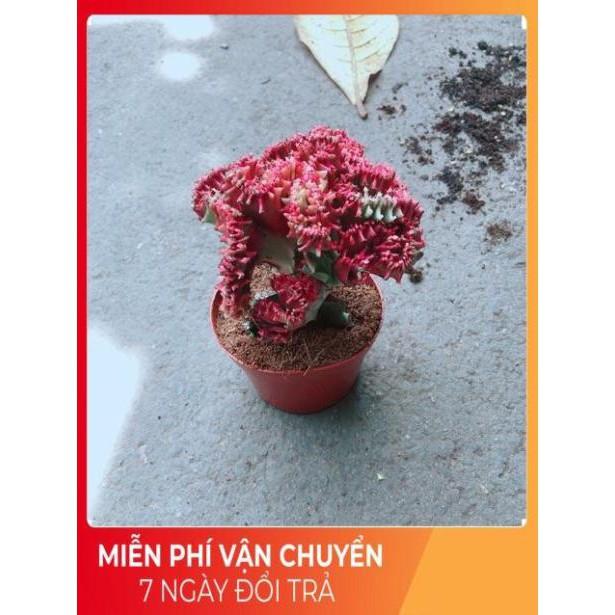 Xương Rồng Vạn Lý