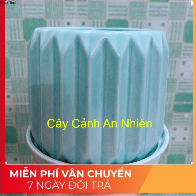 Chậu Trồng Cây