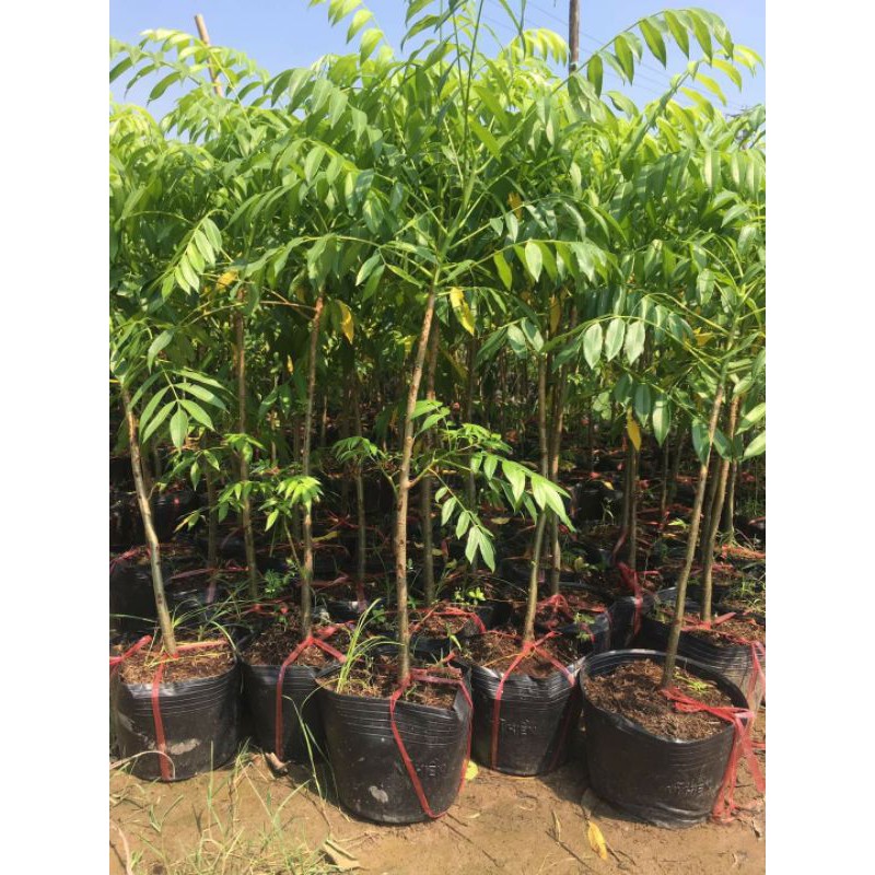 Cây giống cóc thái