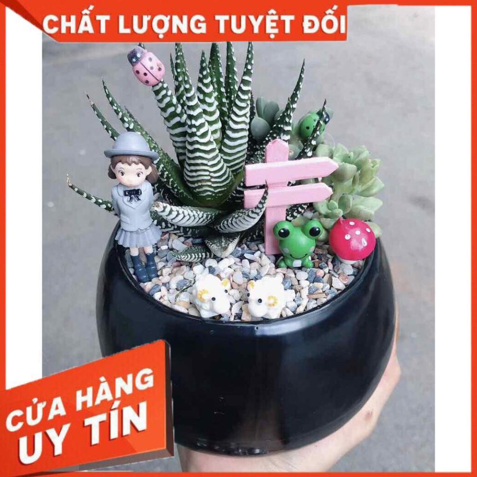 Chậu móng rồng tiểu cảnh Nhiều Người Mua