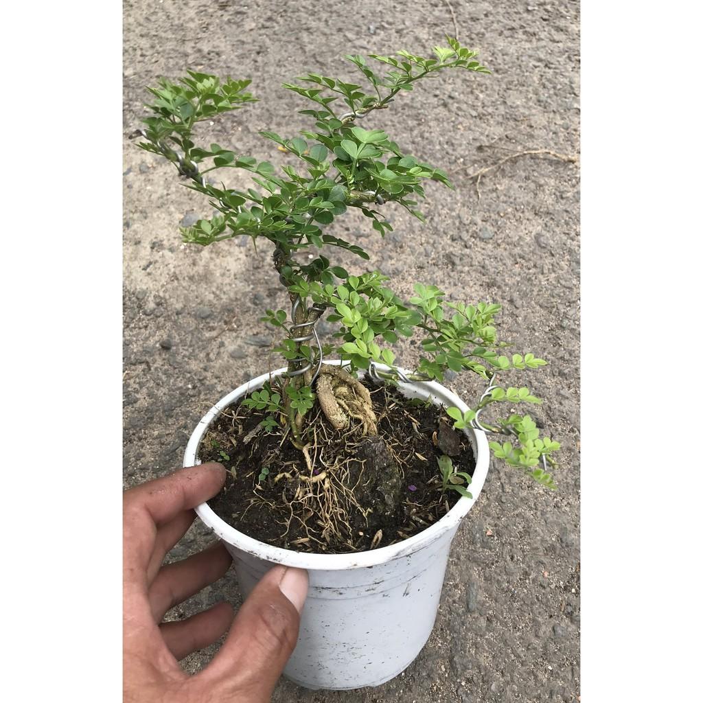 Cây Cần Thân Bonsai