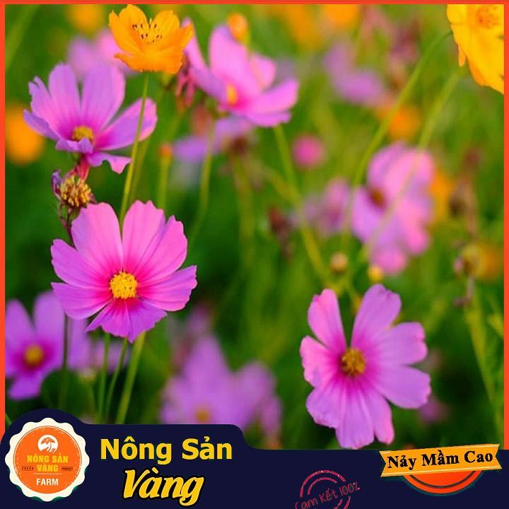 Hạt giống Hoa Cánh Bướm Nhiều Màu ( Gói 100 hạt ) - Nông Sản Vàng