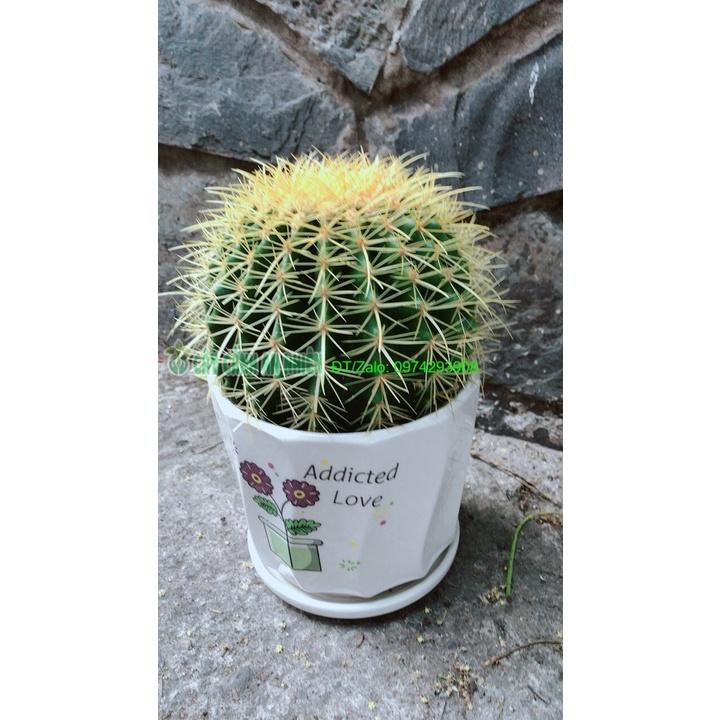 Chậu Xương Rồng Kim Hổ