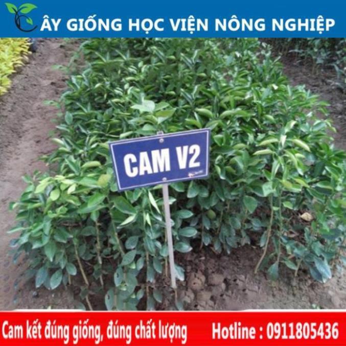 Sản phẩm Cây Ăn Trái giống cam V2 năng suất cao ngọt ngon