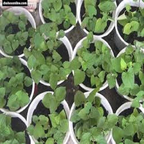 CÂY RAU DIẾP CÁ, CÂY RAU DIẾP CÁ - BẦU CÂY GIỐNG NHIỀU THÂN