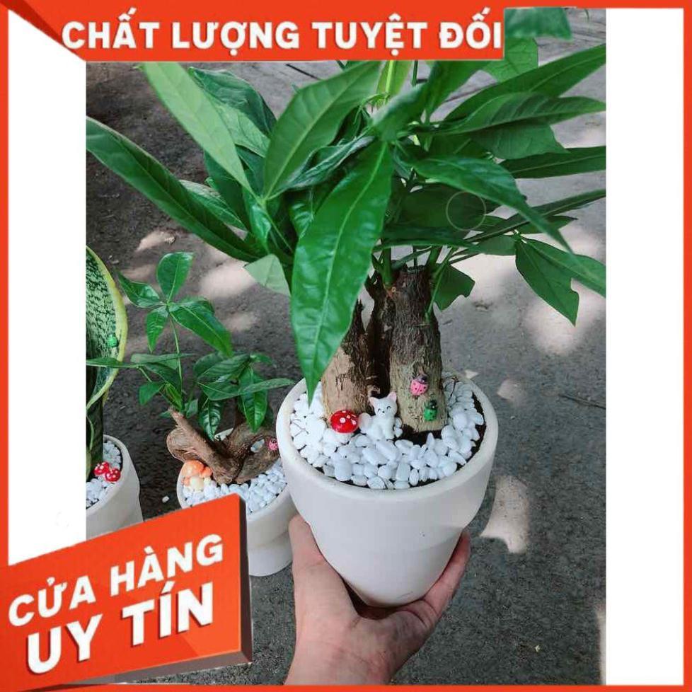Chậu kim ngân 3 thân Nhiều Người Mua