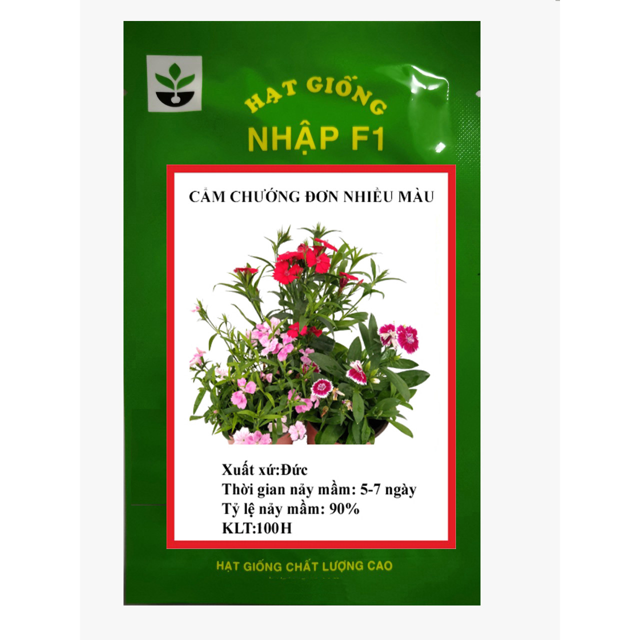 100 hạt giống cẩm chướng đơn