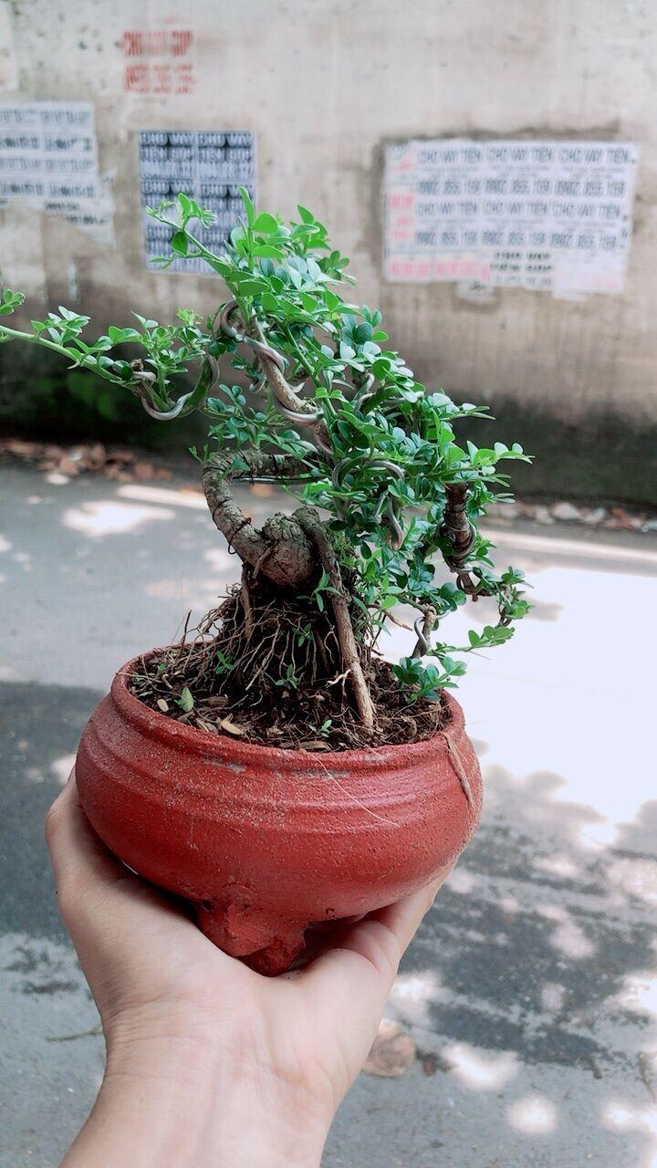Chậu Cây Cần Thăng Bonsai Để Bàn