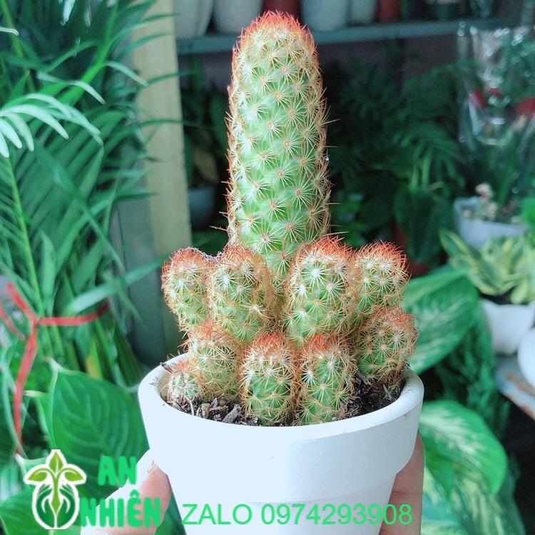 Chậu Xương Rồng Trụ
