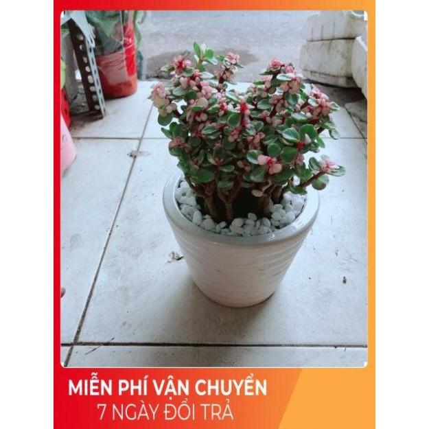 Chậu Sen Đô La
