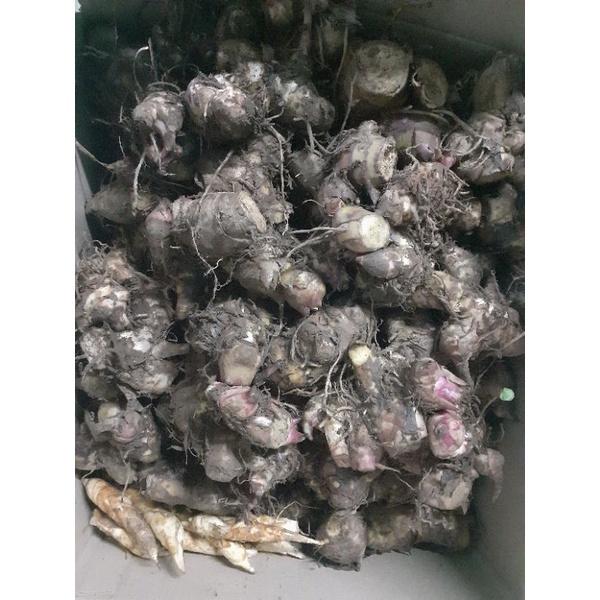 Củ khoai dong riềng 1kg