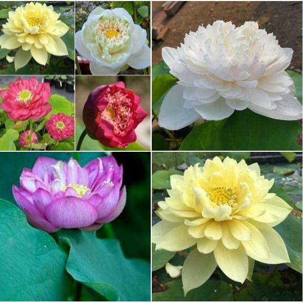 Hạt giống hoa sen bách diệp mix màu-Gói 5 hạt