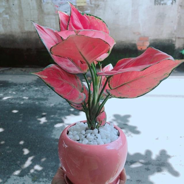 Chậu Cây Vạn Lộc Hồng