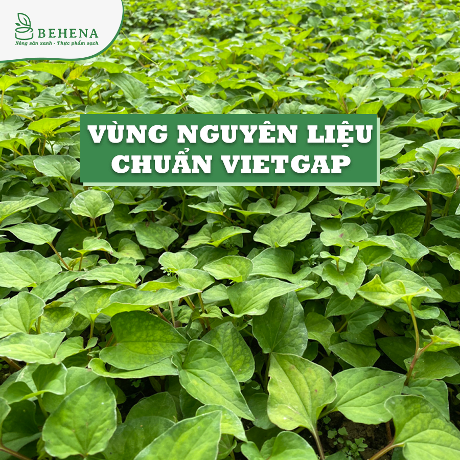 Bột rau diếp cá nguyên chất Behena sấy lạnh đắp mặt hữu cơ uống đẹp da thanh nhiệt _Minh Anpha