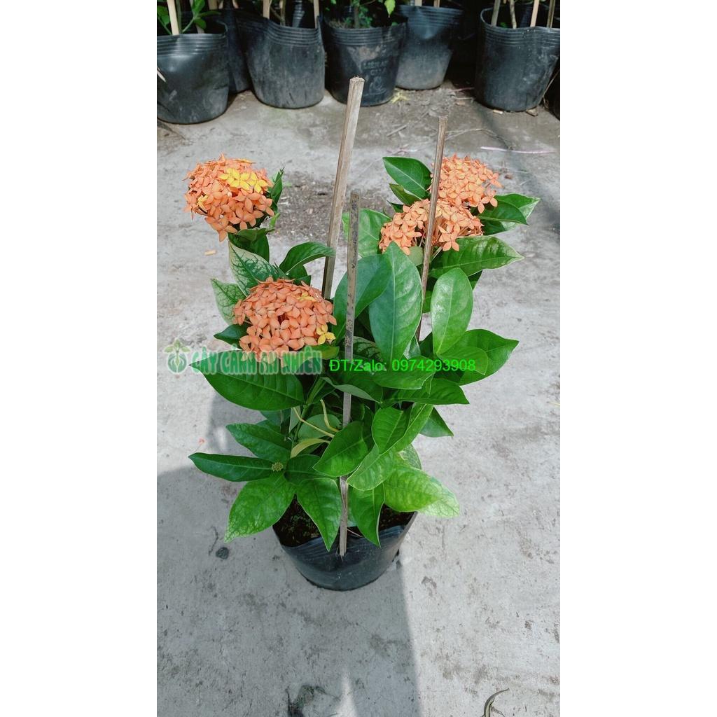 Cây Hoa Trang Mỹ Màu Cam