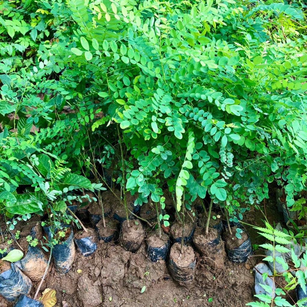 Cây hoa hoè giống cao 40cm