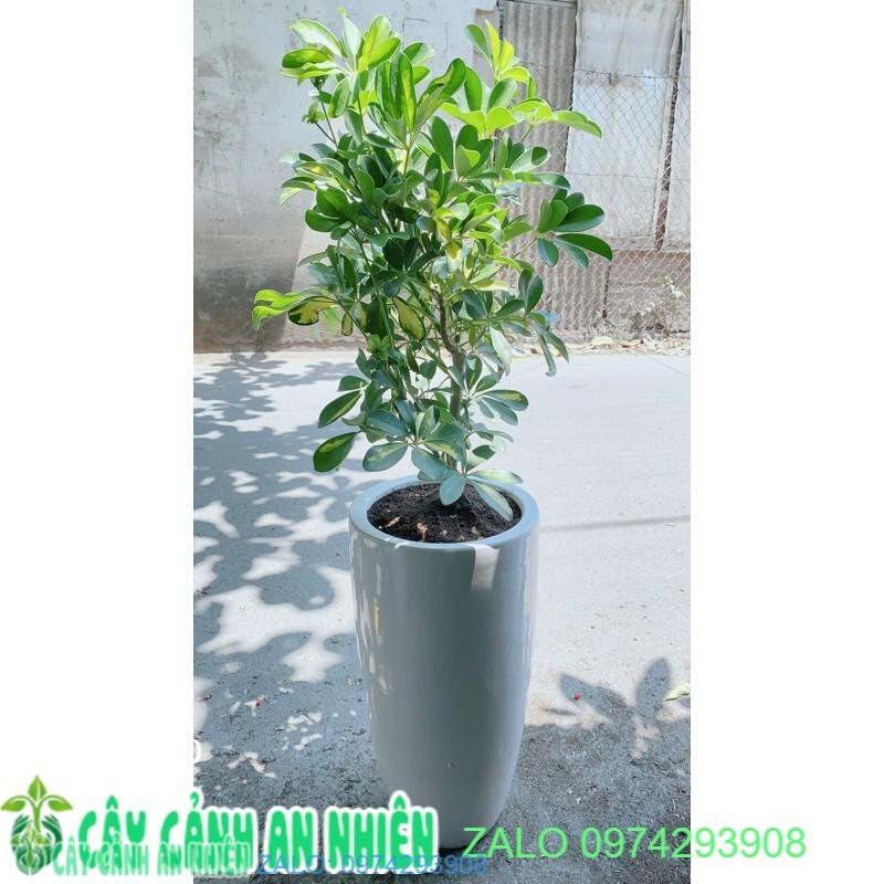 Chậu Cây Ngũ Gia Bì