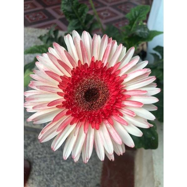 Hoa ĐỒNG TIỀN bầu sẵn NỤ HOA