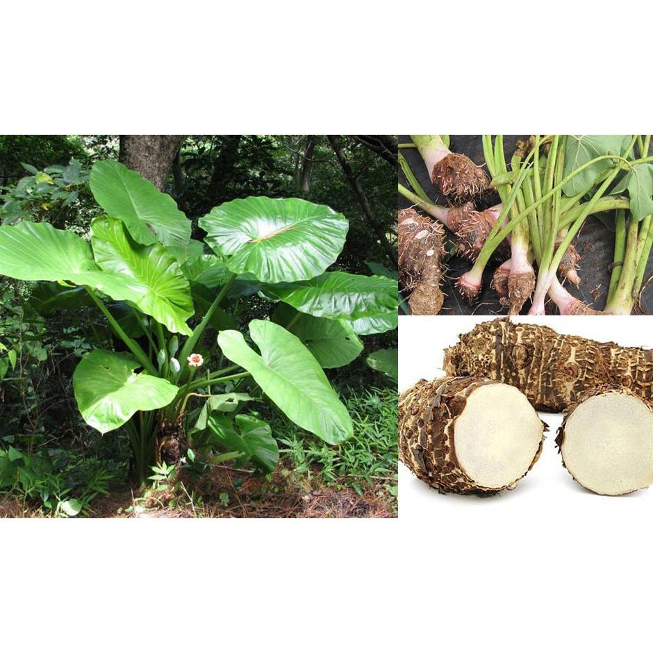 Củ ráy khô- 500gr