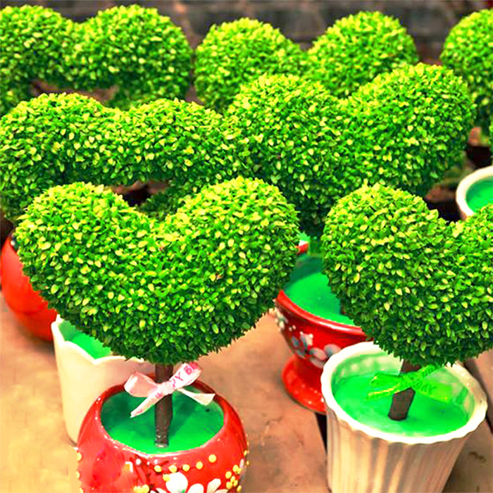 Hạt giống Cỏ May Mắn - 50 Hạt