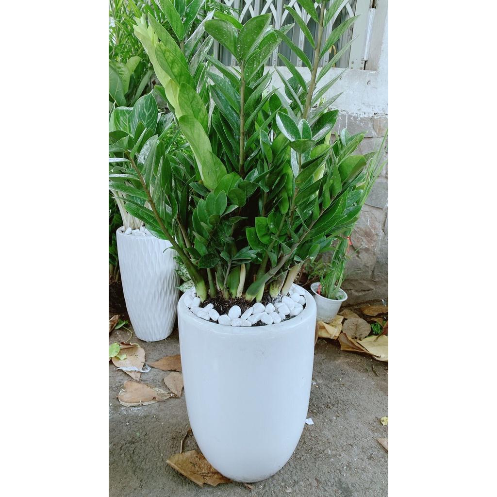 Chậu Cây Kim Tiền Lớn