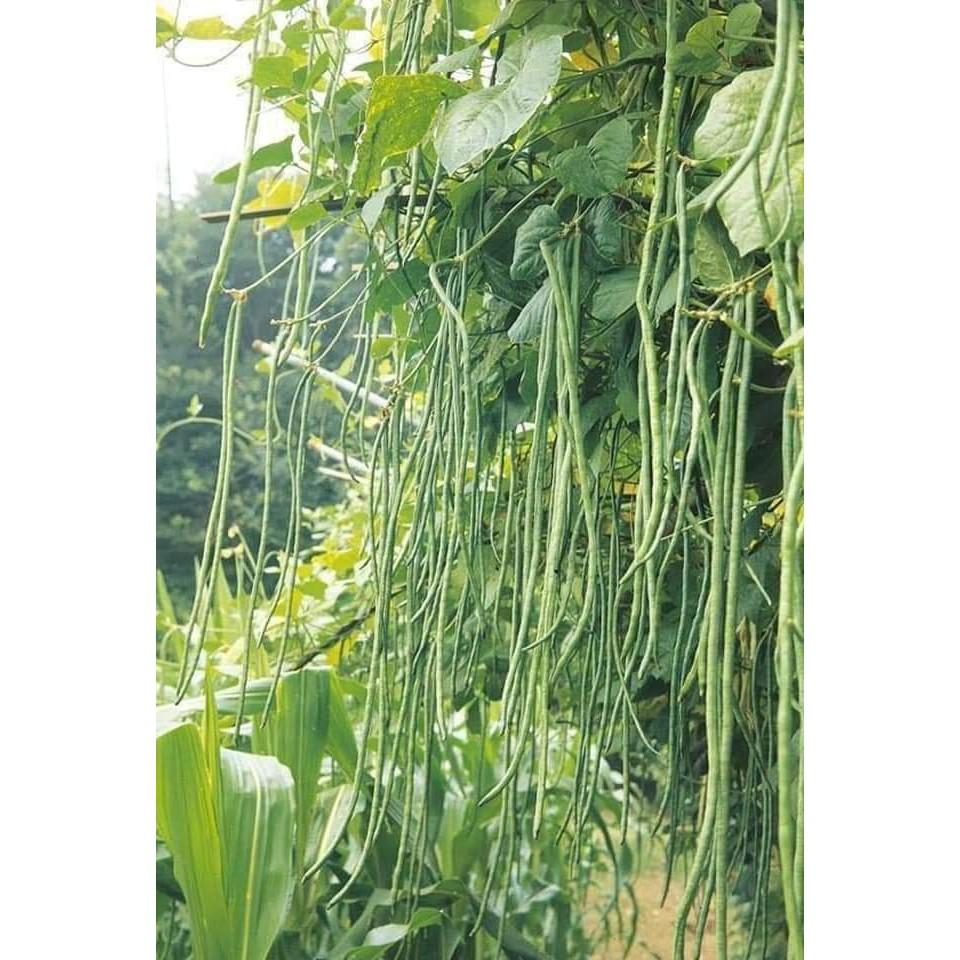 Hạt Giống Đậu Đũa - 10 Gram Hạt