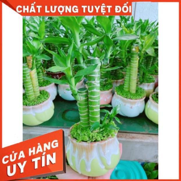 Chậu phát tài giò gà hay chân gà