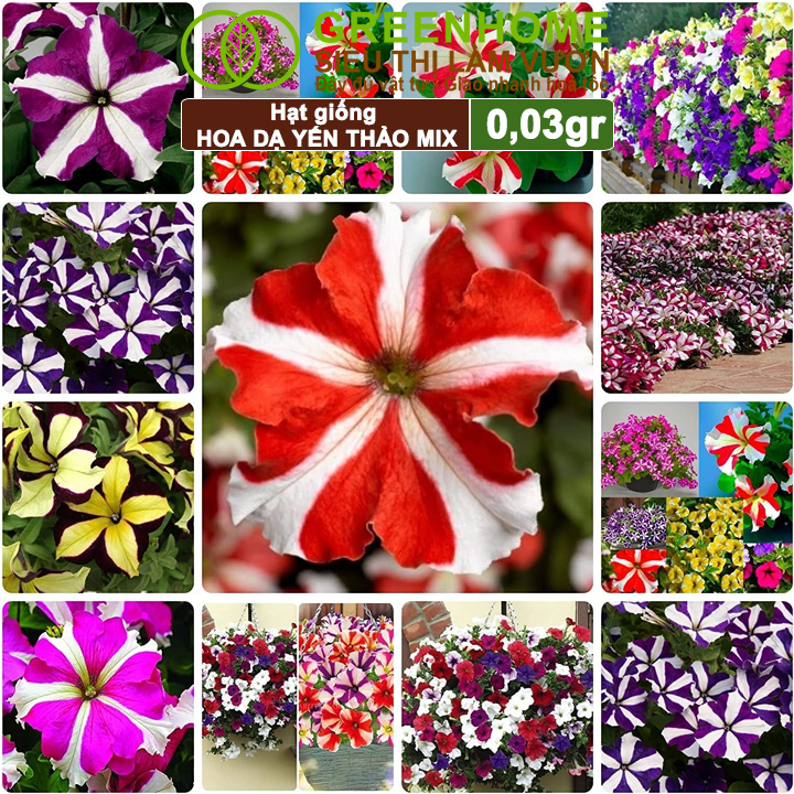 Hạt Giống Hoa Dạ Yến Thảo Sọc, Gói 0,03g, Màu Rực Rỡ, Dễ Trồng Quanh Năm, Nảy Mầm Cao H12