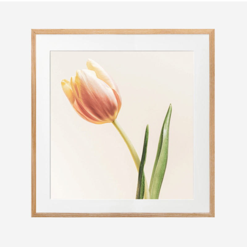 Tranh trang trí treo tường khung kính gỗ sồi cao cấp "Tulip" 30x30cm