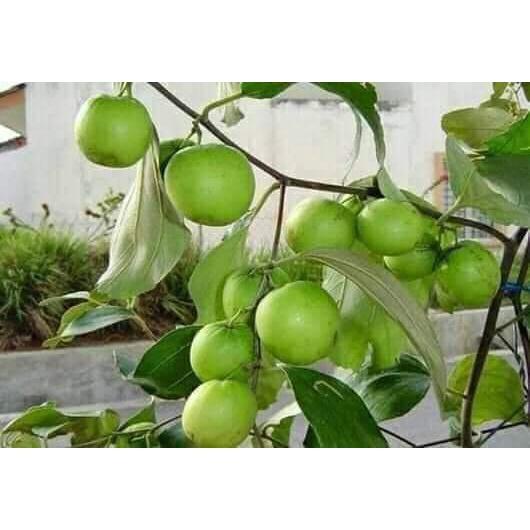 Giống Cây Táo Đại thái lan