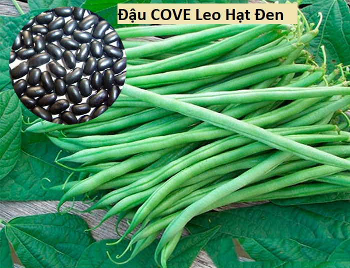 Hạt Giống Đậu COVE Leo Hạt Đen - gói 50Gr