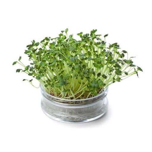 Hạt giống cải mầm dinh dưỡng- HN gói 0.5g