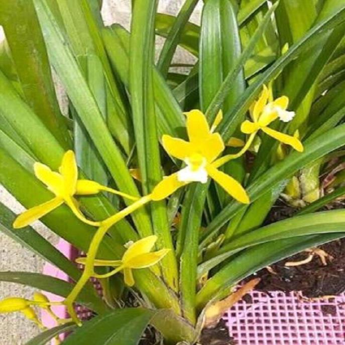 Hoa phong lan kiếm vàng