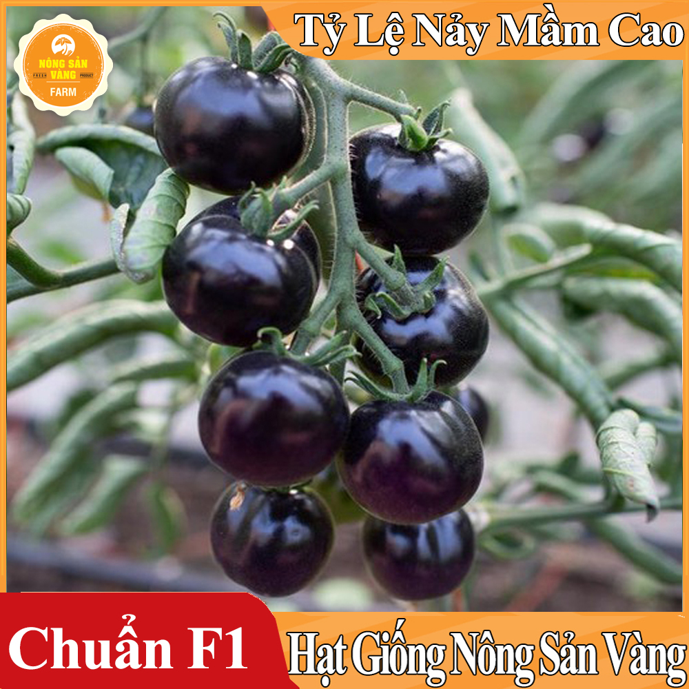 Hạt giống Cà Chua Bi Đen Chuẩn F1 ( Gói 10 Hạt ) - Nông Sản Vàng