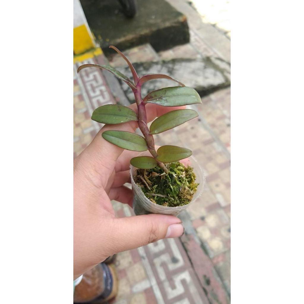 Combo 2 cây bệt ma bó