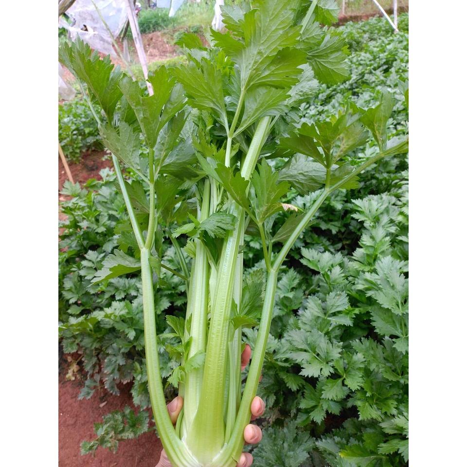 Hạt Giống Cần Tây Cao Sản Winner