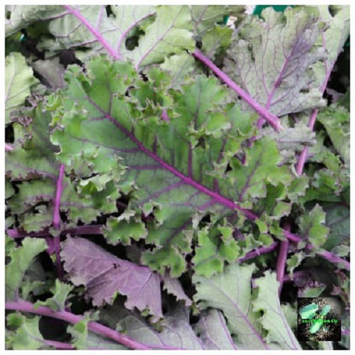 Hạt giống cải xoăn Kale tím lai f1, đóng gói 1gr