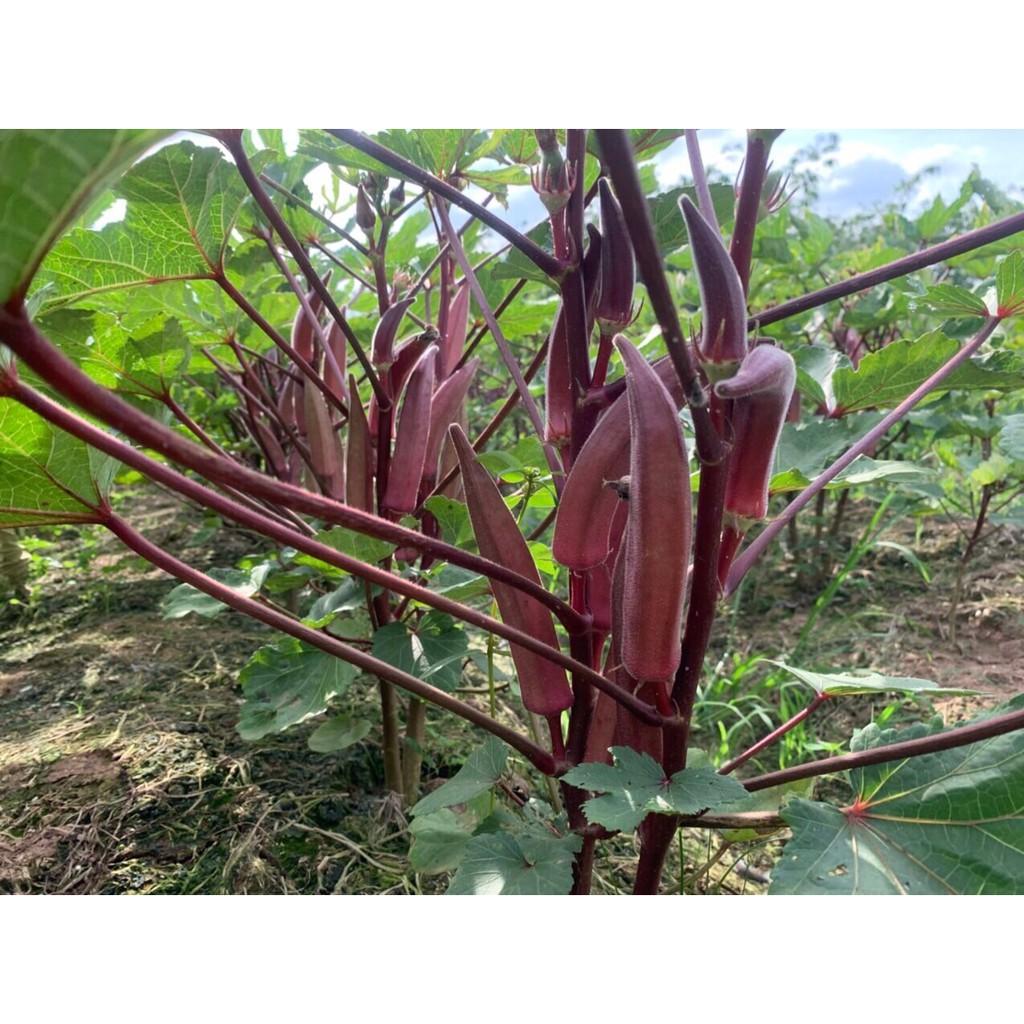 Hạt giống Đậu Bắp Đỏ – 10gram