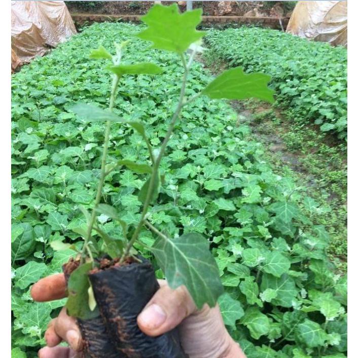 COMBO 2 gói hạt giống cây cà gai leo f1-gói 50 hạt-tặng kèm gói phân bón lót