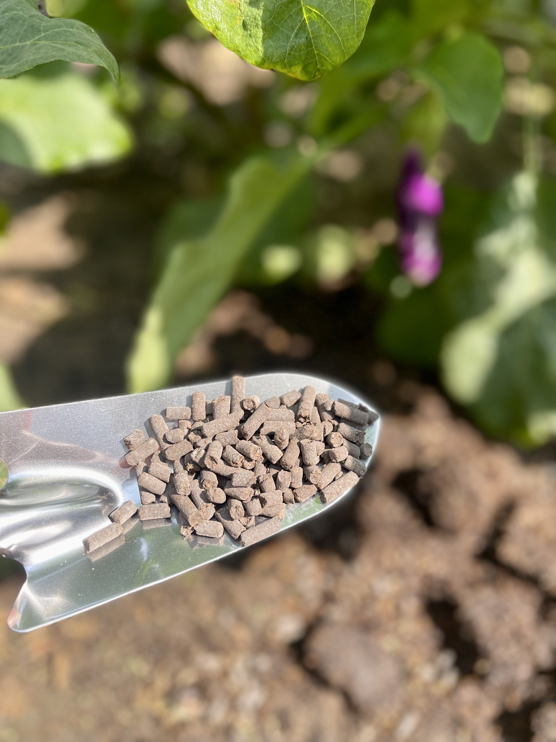 Phân dơi viên nén 100% organic gói 700gr chuyên dùng cho hoa hồng, cây rau màu