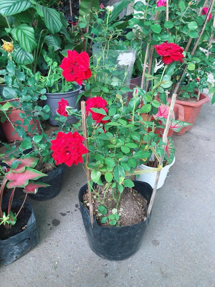 Hoa Hồng Siêu Nụ Sẵn Bông