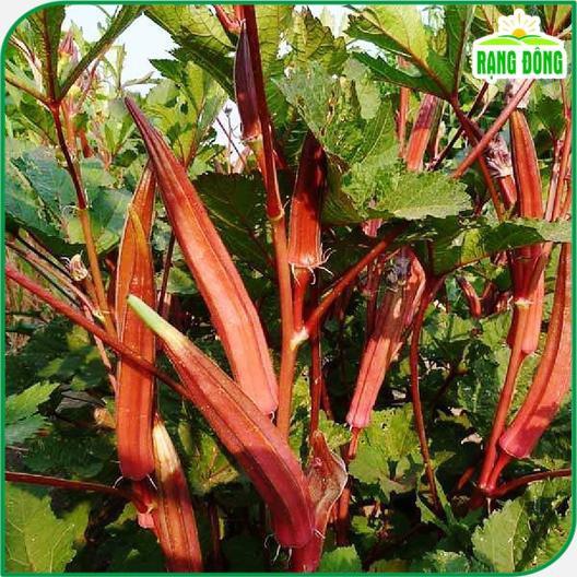 Hạt giống Đậu Bắp Đỏ Trồng Quanh Năm, Cây Sinh Trưởng Khỏe - Hạt giống Rạng Đông