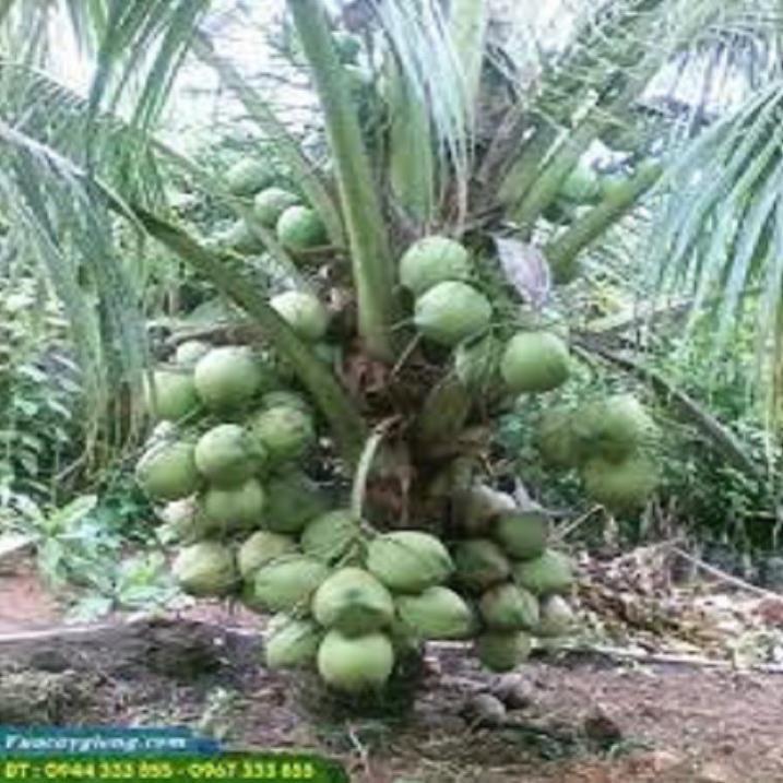 CÂY GIỐNG DỪA XIÊM LÙN XANH BẾN TRE SIÊU QUẢ, NĂNG SUẤT CAO CHUẨN F1