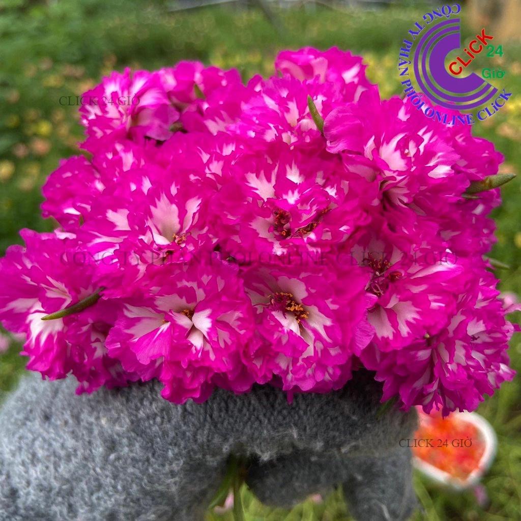 1 Ký Cành Giống Hoa Mười Giờ TÍM TRẮNG SỌC Thái Kép Màu Mới Hoa Nở Cả Ngày Hoa Mười Giờ Bonsai & Phụ Kiện