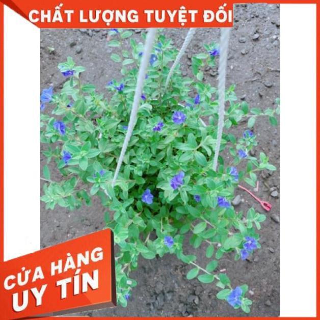 Chậu hoa thanh tú treo chậu to