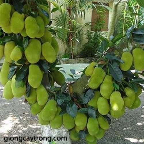 CÂY GIỐNG MÍT TỐ NỮ