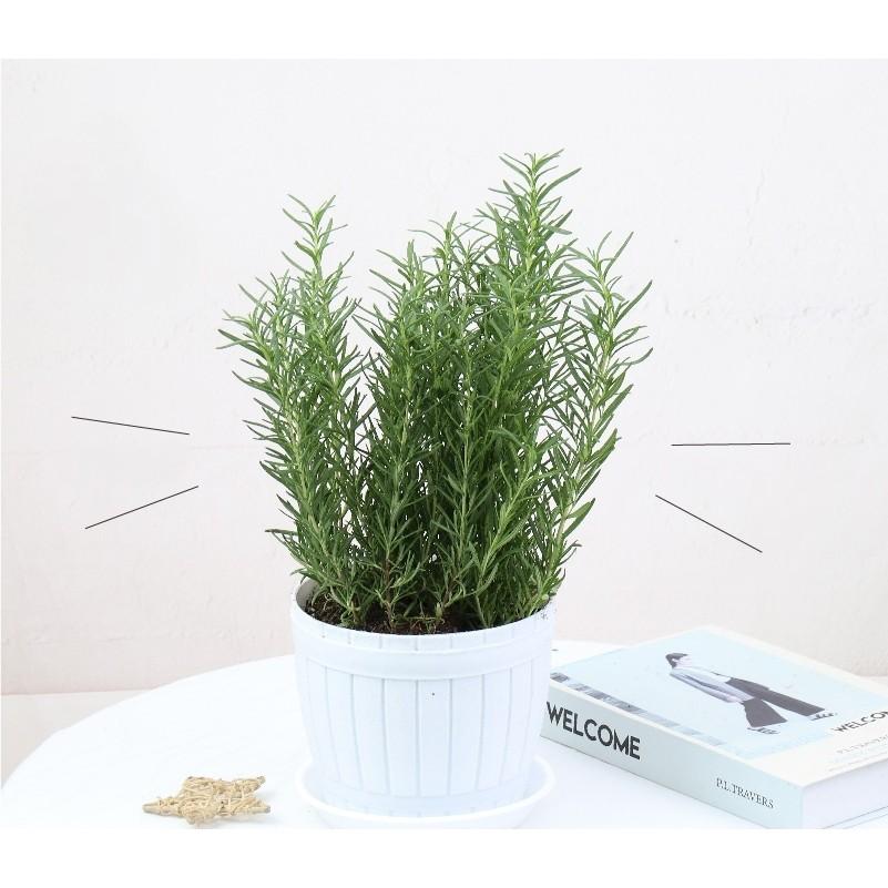 Cây Hương Thảo - Rosemary - Cây gia vị với hương thơm dịu nhẹ, vừa đuổi muỗi lại giúp thư giãn - Sẵn chậu nhựa