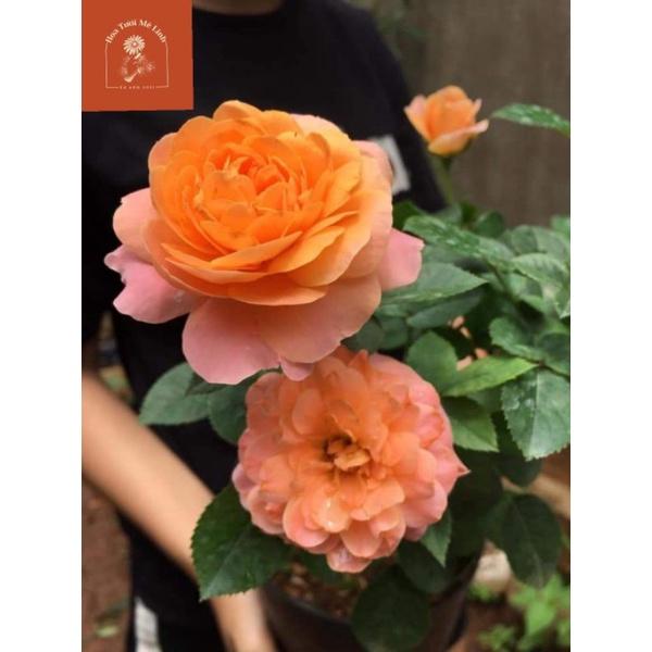 Hoa hồng Tezza cam cá hồi siêng hoa