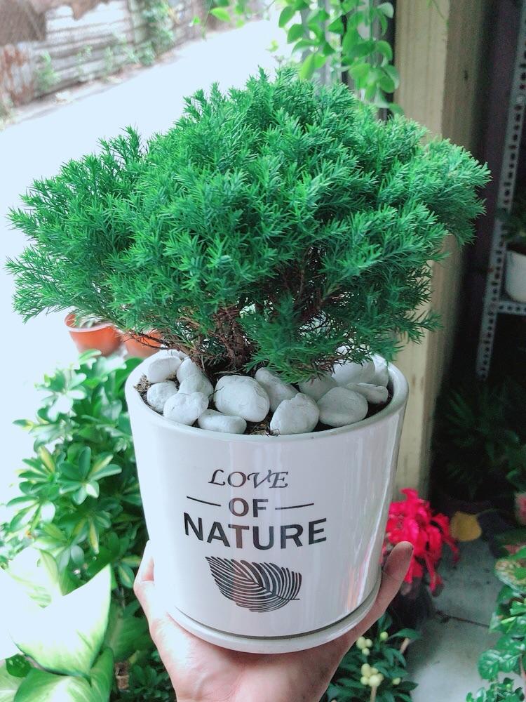 Chậu Cây Tùng Bồng Lai